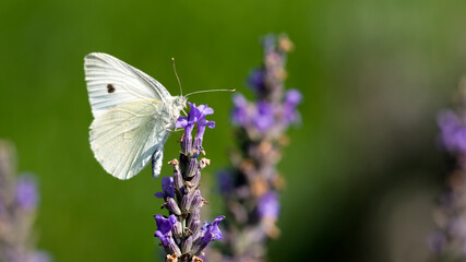 Kohlweißling an Lavendelblüten