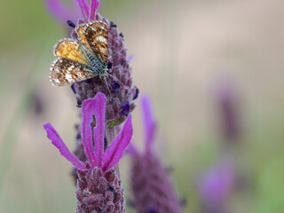 Moth in its natural environment.
