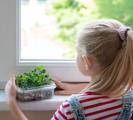 A little girl is watching the growth of peas microgreens.
