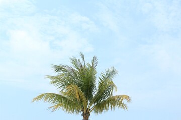 Fototapeta na wymiar Coconut Tree with a beautiful sky