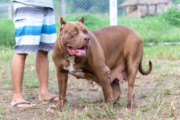 female pitbull A complete large breed mother alongside the man, a brown and white pit bull in a dog breeding farm in Thailand.