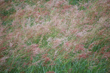 flower meadow texture beautiful grass A high angle meadow on the mountain gives a natural and refreshing feeling.