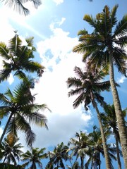 coconut tree (Cocos nucifera) against the blue sky