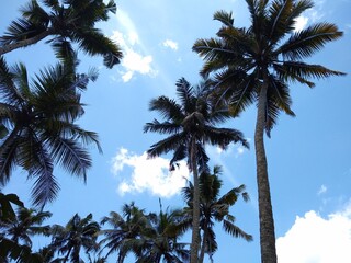 Fototapeta na wymiar coconut tree (Cocos nucifera) against the blue sky