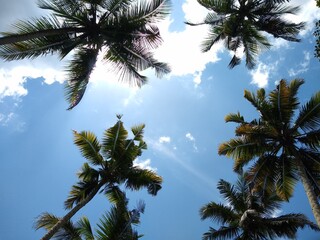 coconut tree (Cocos nucifera) against the blue sky