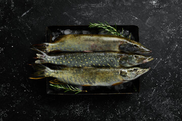 Raw pike fish on ice. On a dark background. Top view. Flat lay.