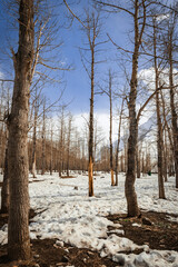 tree in the woods, autumn, no leaves