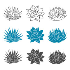 Agave blue set plant in flat style. Vector illustration isolated on white background. Agave syrup for making tequila. Mexican silhouette succulent hand drawn. Desert flower abstract sketch