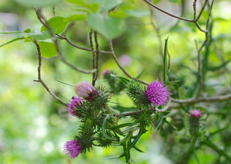 箱根の木陰に咲くタイアザミ