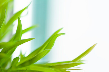 Fototapeta na wymiar Close up green plant, interior plant in home.