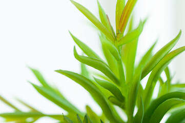 Close up green plant, interior plant in home.