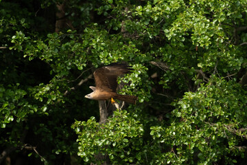 Ein Schwarzer Milan hat einen Fisch in seinen Krallen