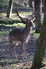 Naklejka na ściany i meble Deers in the forest in Germany 