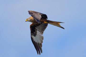 Ein Roter Milan mit seinen brächtigen Flügeln am blauen Himmel