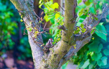 Woodpecker in a green apple tree in a garden in sunlight in summer, Almere, Flevoland, Netherlands, July 31, 2021