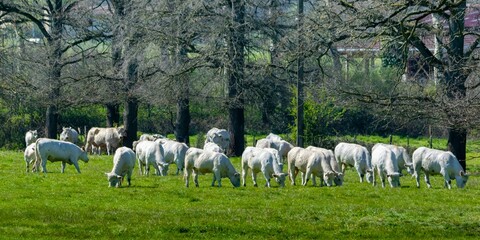 flock of charolais cows in pasture