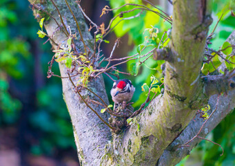 Woodpecker in a green apple tree in a garden in sunlight in summer, Almere, Flevoland, Netherlands, July 31, 2021