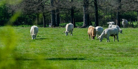 Fototapeta na wymiar flock of charolais cows in pasture