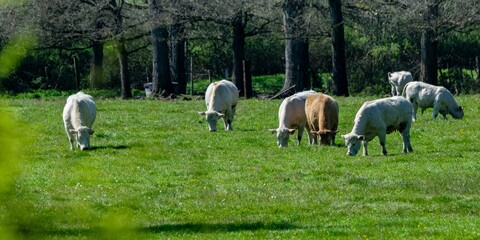 flock of charolais cows in pasture