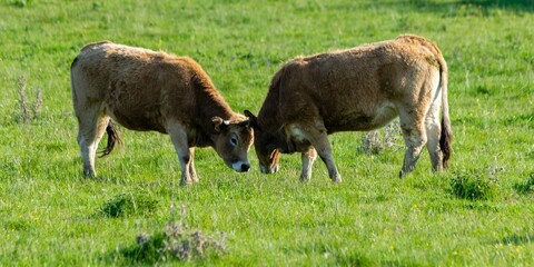 portrait of aubrac cow in pasture