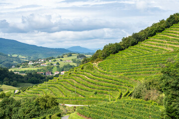 Mountain slope covered with  terraced  vineyard