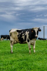 view of holstein cow in pasture