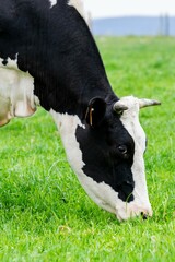 view of holstein cow in pasture