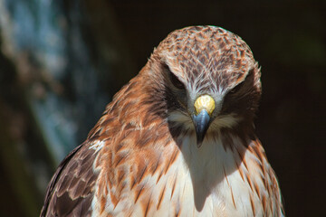 Königsbussard (Buteo regalis)