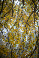 Blätter und Ast im Herbst, gelbe Blätter