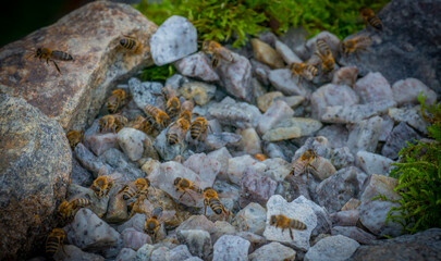 honey bees, Apis mellifera, in close up drinking water from a stream