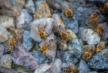honey bees, Apis mellifera, in close up drinking water from a stream