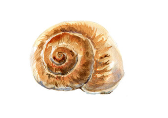 seashell isolated on white background