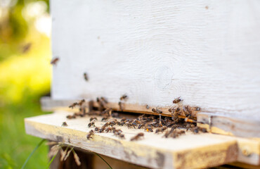 Bees collect pollen from the flowers and carry it to the hive. The concept of breeding bees for honey, beekeeping