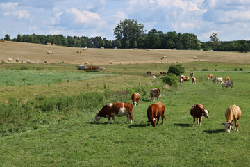 Landschaft mit vielen Rindern auf der Weide und Strohballen auf dem Feld