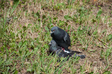 A pigeon and a dove want to make love