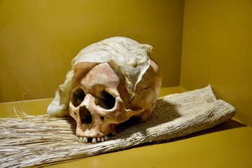 human skull on a black background