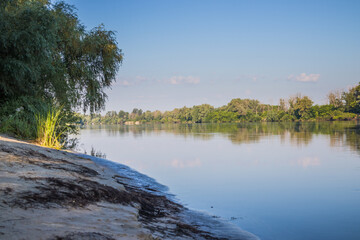 River with cane and trees on the riverside in the morning. Morning riverbank on a calm and clear summer morning. Desna river. Ukraine