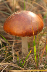 mushroom in the forest