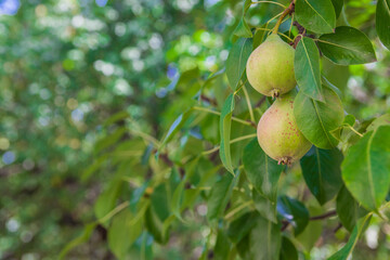 Unripe green pears, Orchard. Young pear tree. Ripe fruit harvest. Summer.