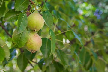 Unripe green pears, Orchard. Young pear tree. Ripe fruit harvest. Summer.