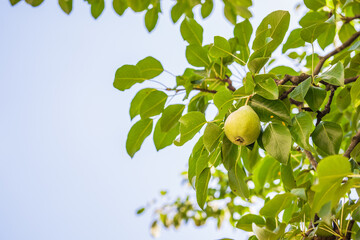 Unripe green pears, Orchard. Young pear tree. Ripe fruit harvest. Summer.