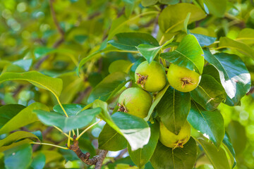 Unripe green apples, Orchard. Young apple tree. Ripe fruit harvest