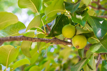 Unripe green apples, Orchard. Young apple tree. Ripe fruit harvest