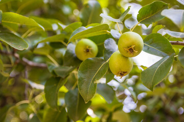 Unripe green apples, Orchard. Young apple tree. Ripe fruit harvest