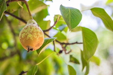 Unripe green pears, Orchard. Young pear tree. Ripe fruit harvest. Summer.