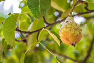 Unripe green pears, Orchard. Young pear tree. Ripe fruit harvest