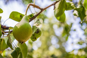 Unripe green pears, Orchard. Young pear tree. Ripe fruit harvest