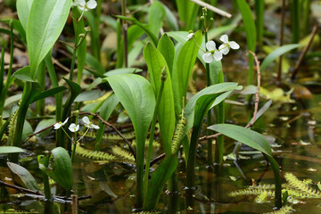 White flower commonly known as channelled water plantain.