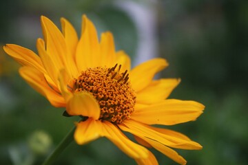 bee on flower