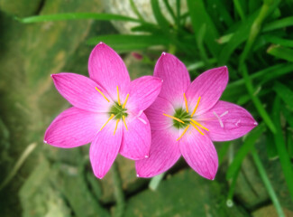 Fototapeta premium Pink flower with green grass background.